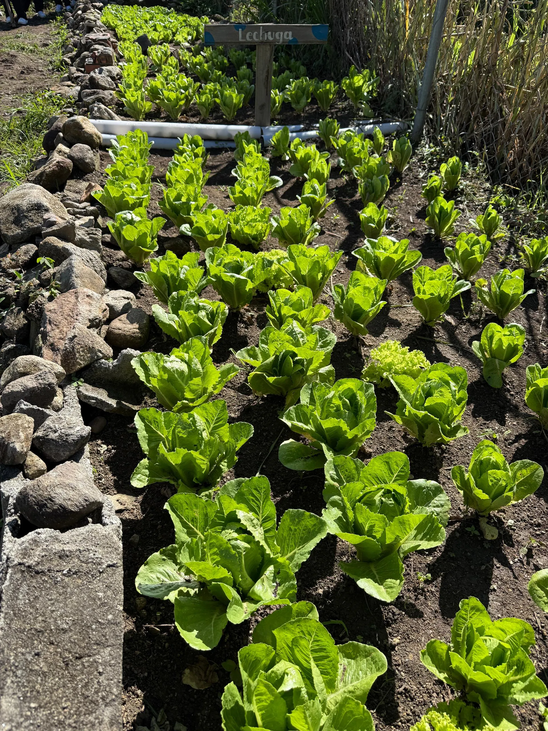 Lechuga Romana